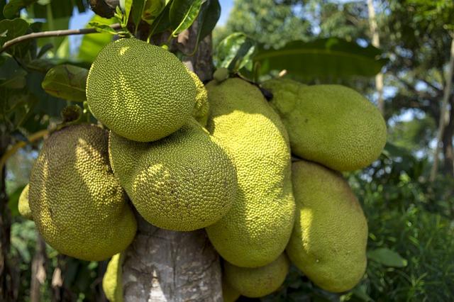 Jackfruit: Skvělá alternativa pro vegetariány a vegany